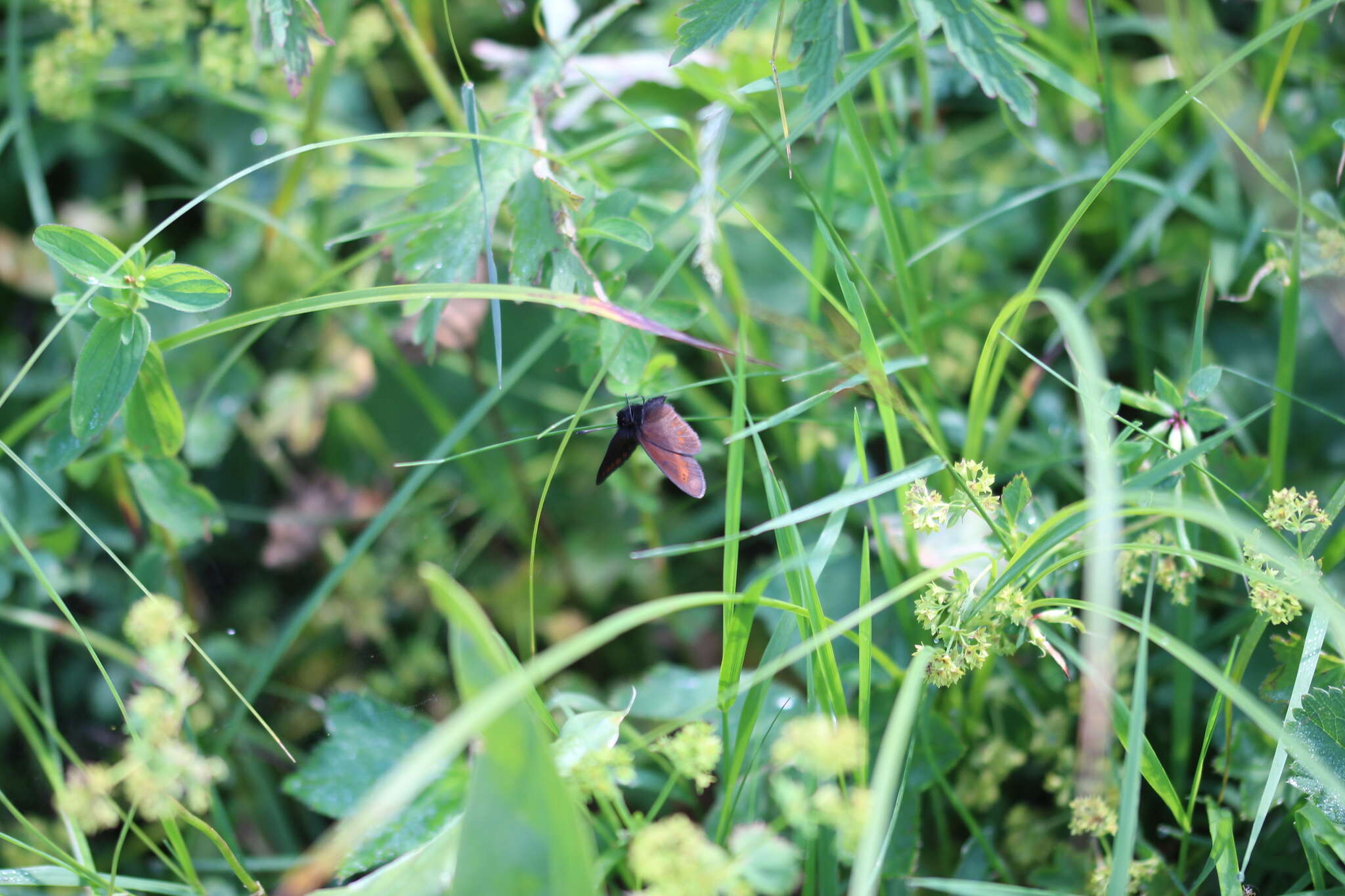 Image of Mountain Ringlet