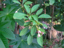 Plancia ëd Vassobia breviflora (Sendtn.) A. T. Hunziker