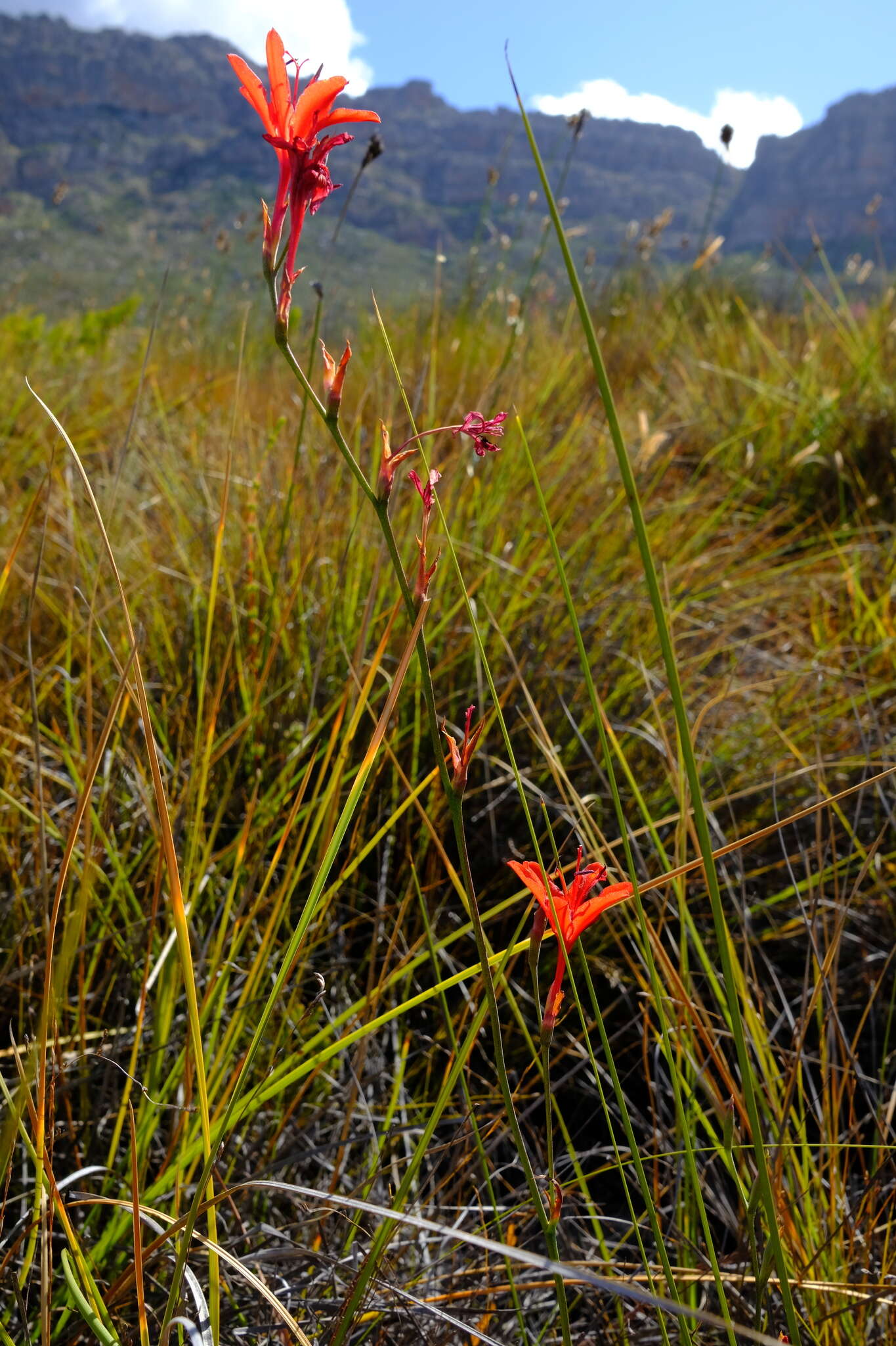 Image of Tritoniopsis lesliei L. Bolus