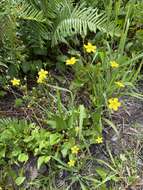 Image of Liparophyllum exaltatum (Sims) Tippery & Les