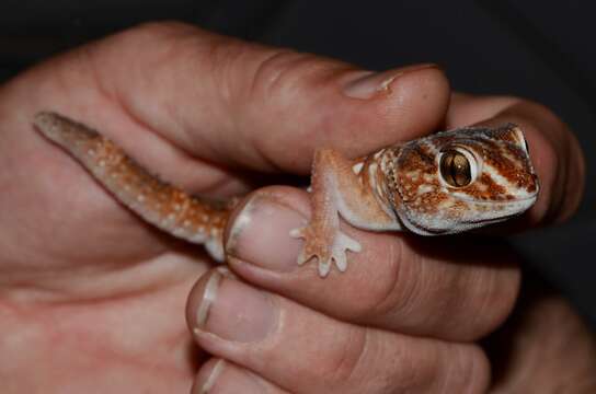 Image of Common Giant Ground Gecko