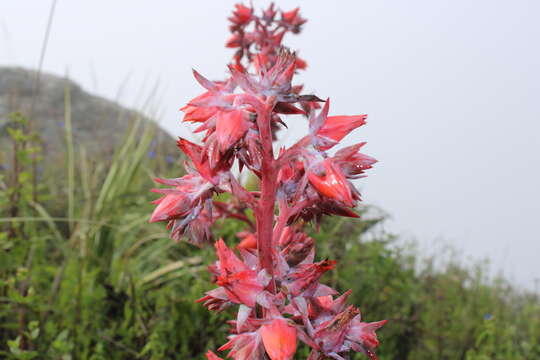 Image of Echeveria subrigida (Robins. & Seaton) Rose ex Britton & Rose