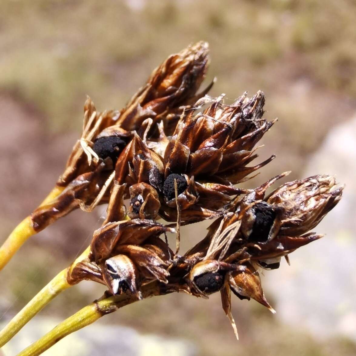 Image of Anthracoidea curvulae Vánky & Kukkonen 1983