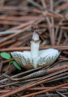 Image of Lepiota lilacea Bres. 1892