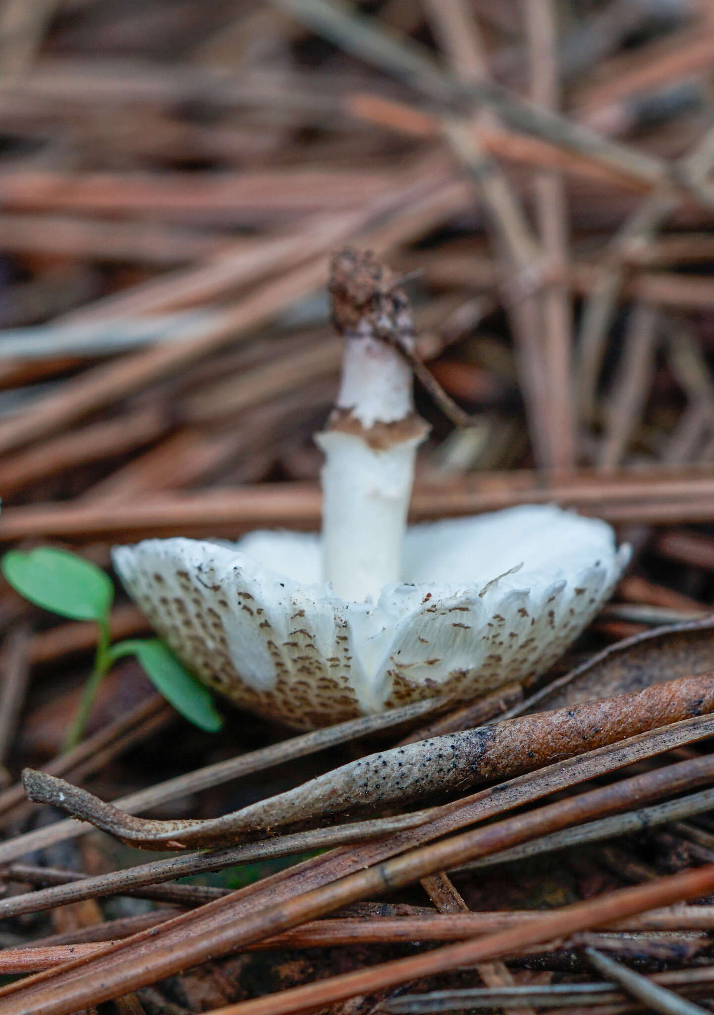 Image of Lepiota lilacea Bres. 1892