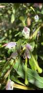 صورة Grevillea shiressii Blakely