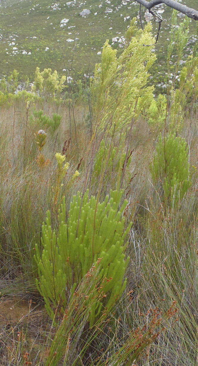 Plancia ëd Leucadendron ericifolium R. Br.