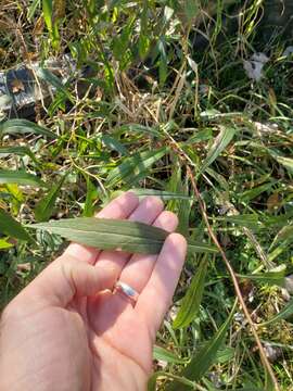 Image of Solidago altissima subsp. altissima