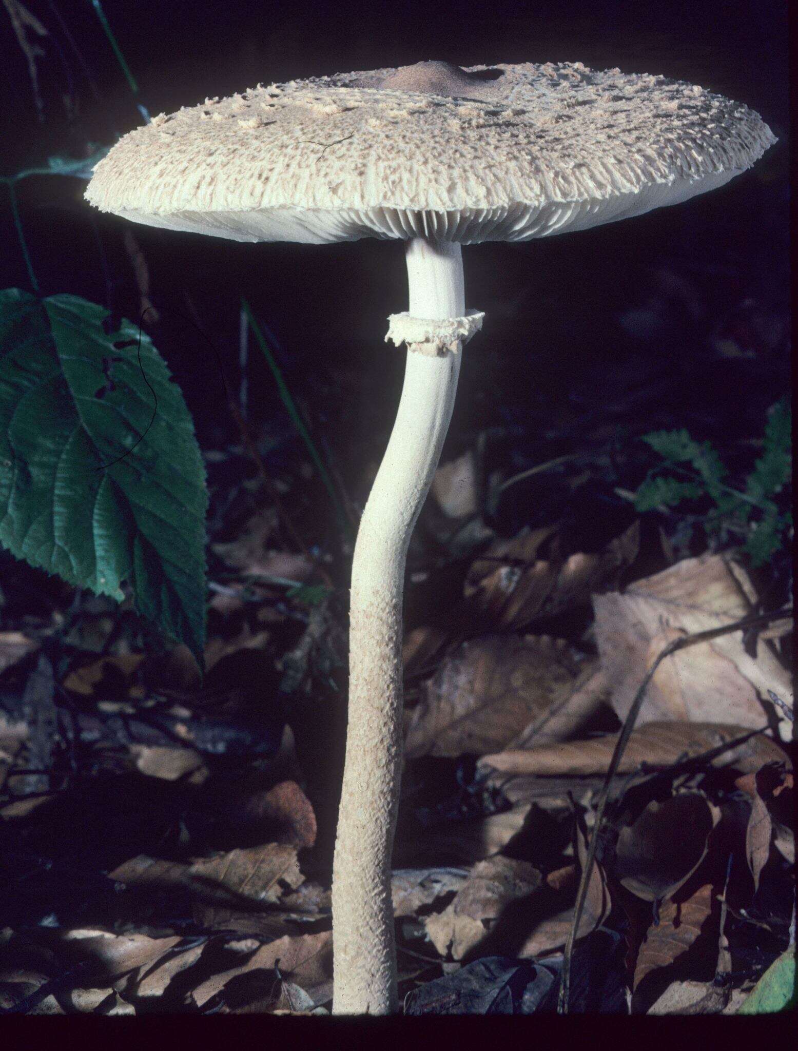 Imagem de Macrolepiota prominens (Sacc.) M. M. Moser 1967