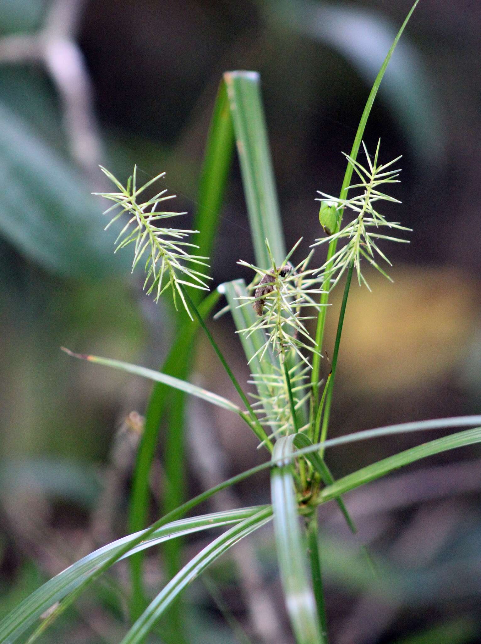 Image of Reflexed Flat Sedge