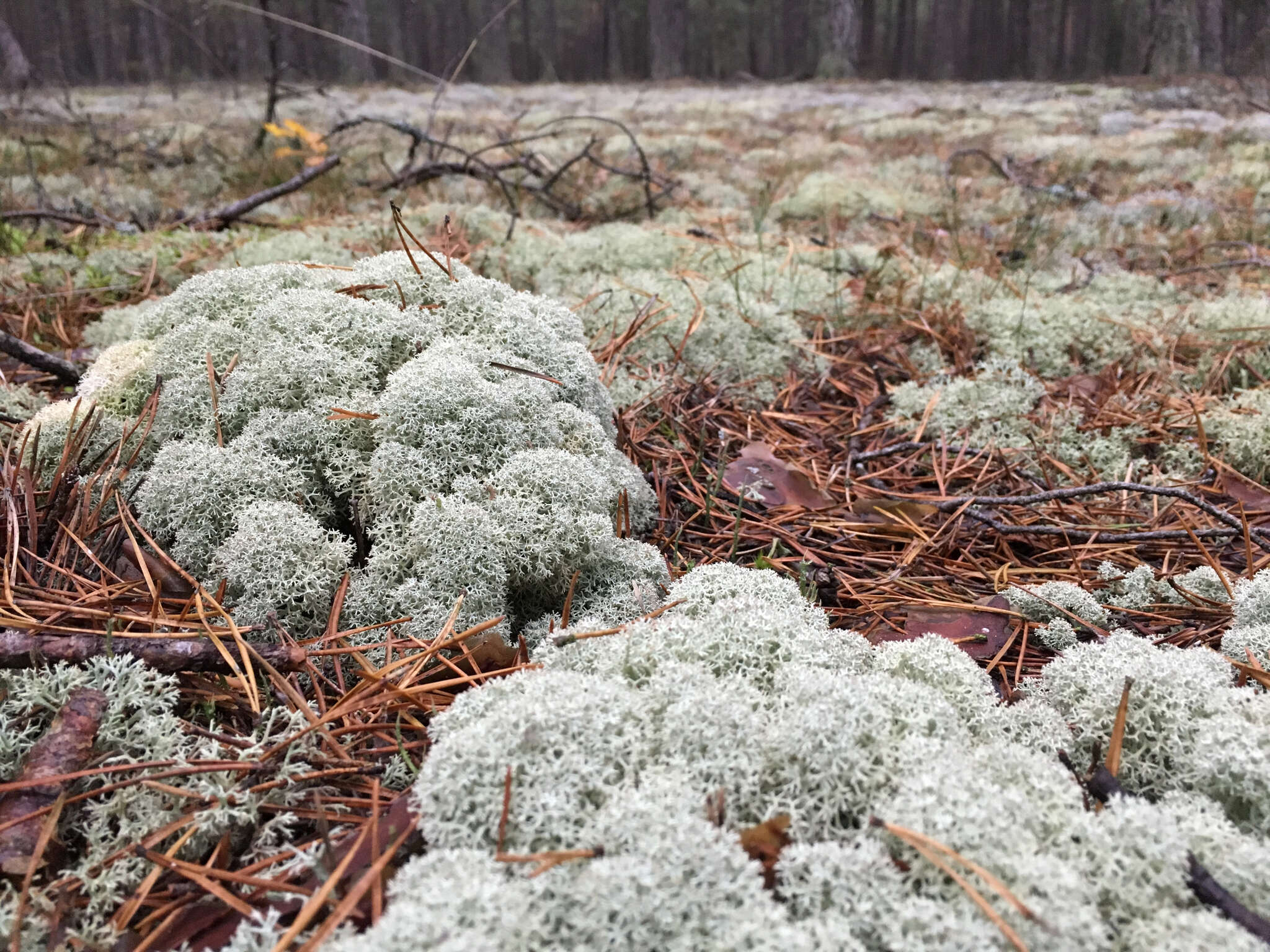 Image of star reindeer lichen