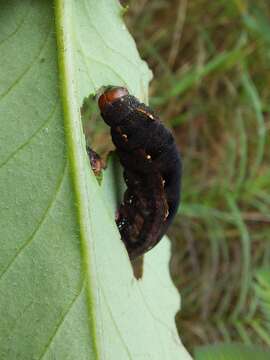 Image of Spodoptera cosmioides Walker 1858