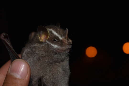 Image of Salvin's Big-eyed Bat