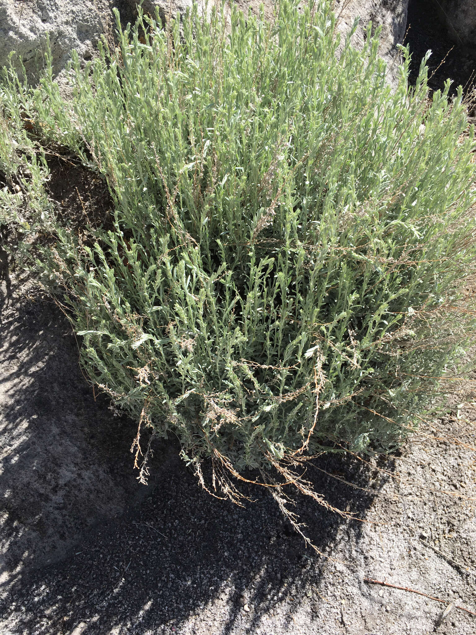 Artemisia bigelovii A. Gray resmi