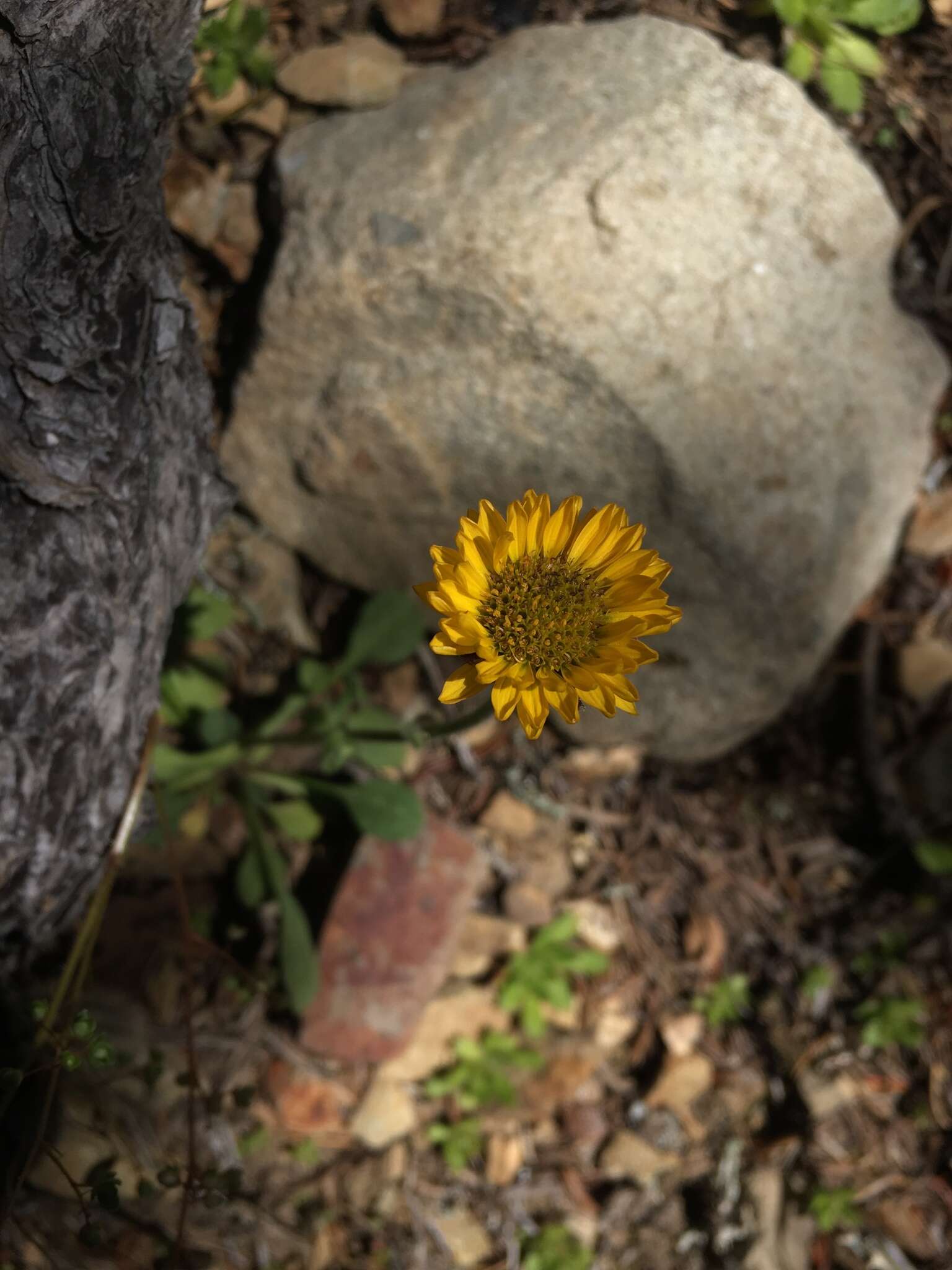 Image of alpine yellow fleabane