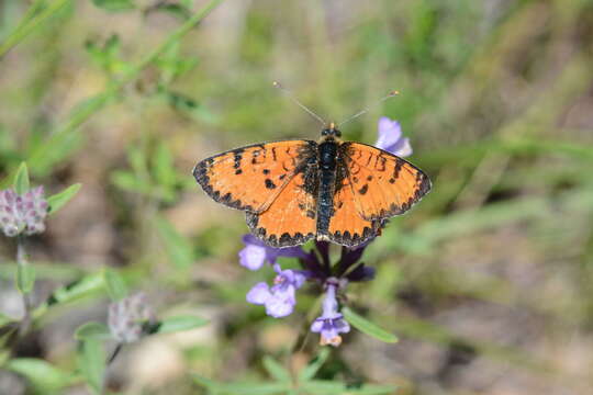 Image of Melitaea ala Staudinger 1881