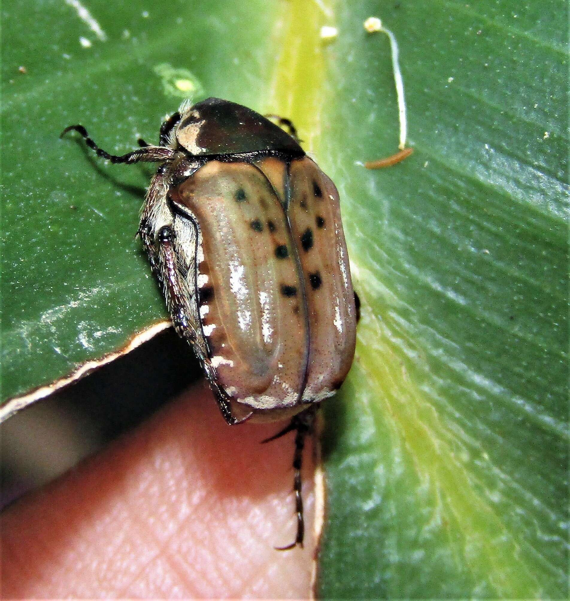 Image of Elaphinis (Micrelaphinis) irrorata (Fabricius 1798)