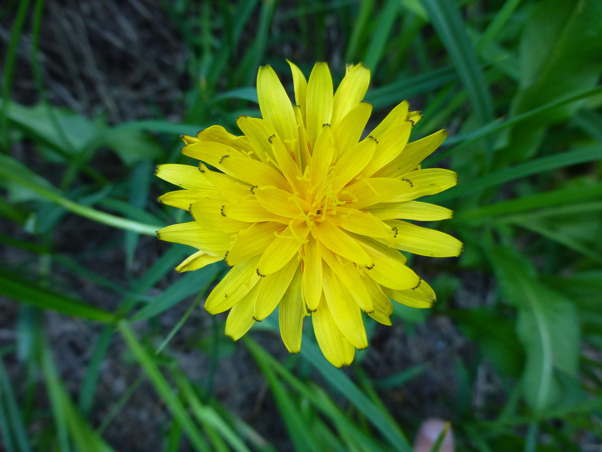 Image of alpine lake false dandelion