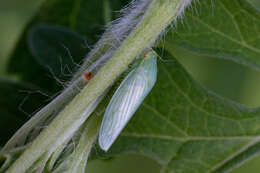 Plancia ëd Gyponana (Gyponana) tenella (Spångberg 1878)