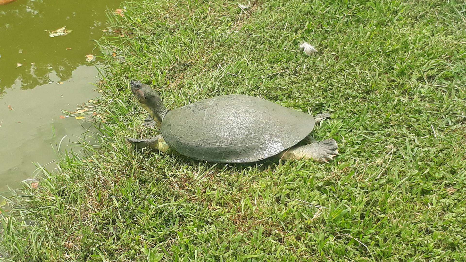 Image of Rio Magdalena River Turtle