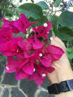 Слика од Bougainvillea buttiana Holttum & Standl.