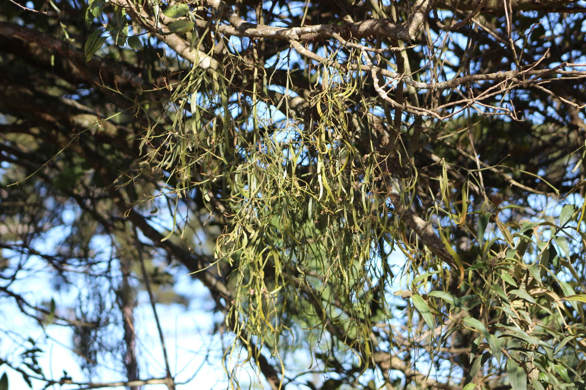 Image of Phoradendron ensifolium (Pohl ex DC.) Eichl.