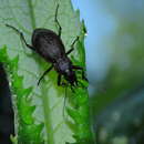 Image of Carabus (Megodontus) leachii Fischer von Waldheim 1823