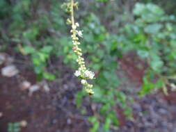 Imagem de Croton malvaviscifolius Millsp.