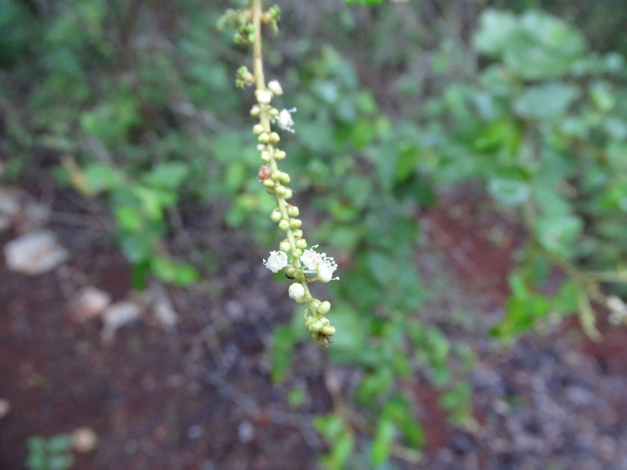 Image of Croton malvaviscifolius Millsp.