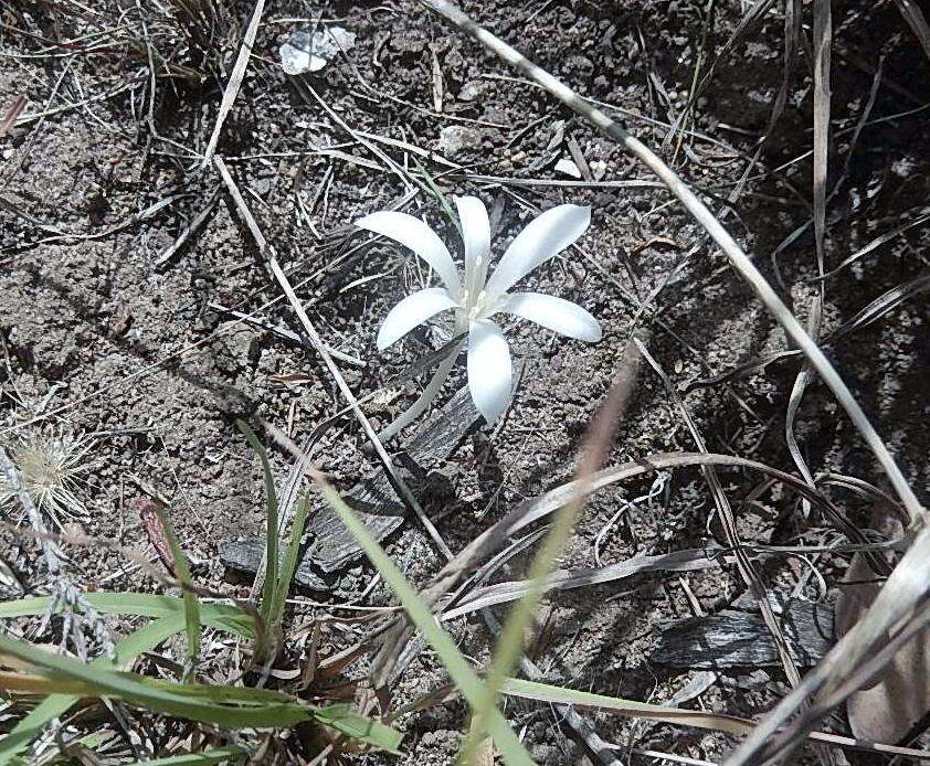 Image of Apodolirion lanceolatum (Thunb.) Benth. & Hook. fil. ex B. D. Jacks.