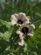 Image of black henbane