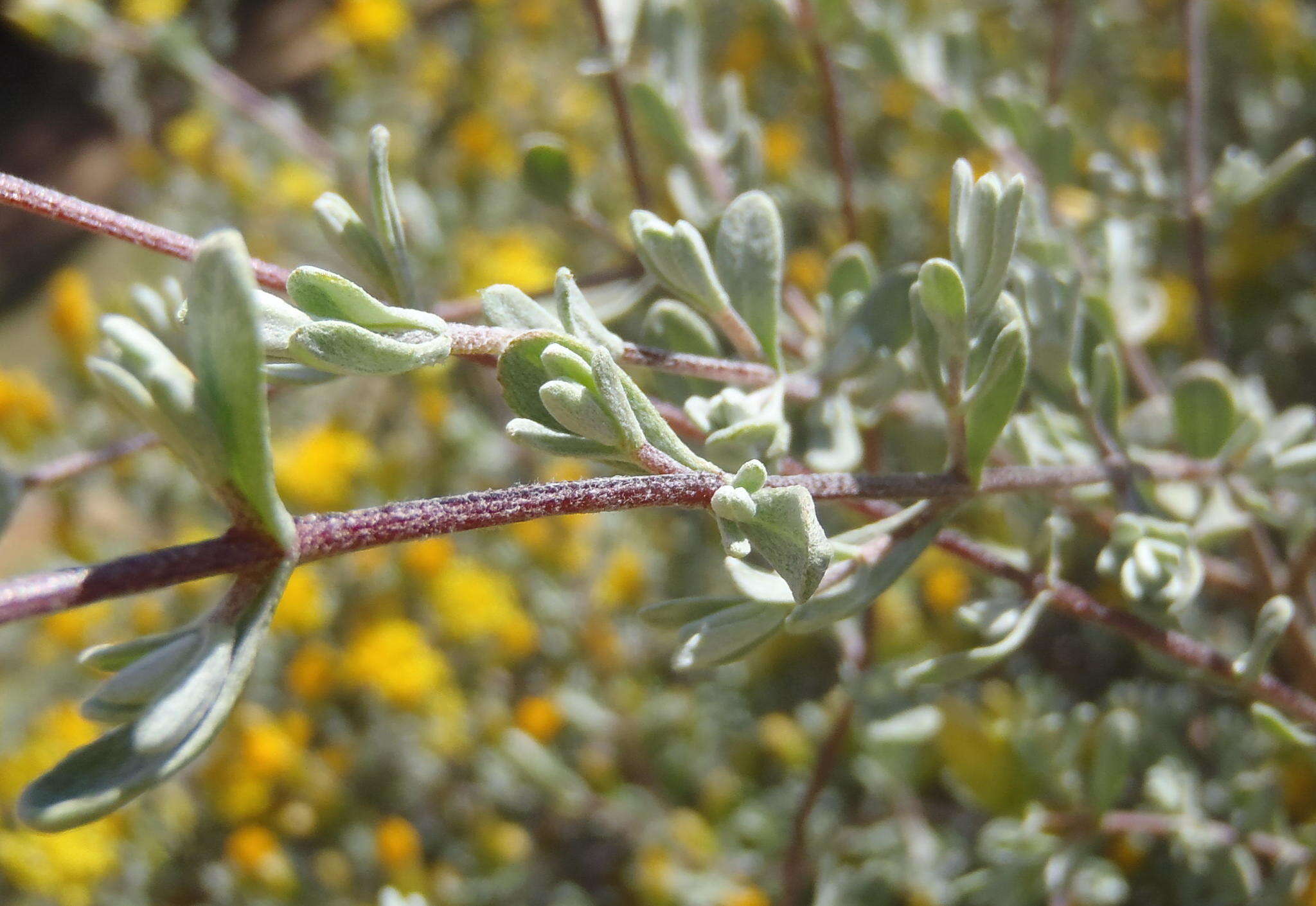 Image of Pteronia incana (Burm. fil.) DC.