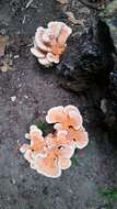 Image of Bracket Fungus