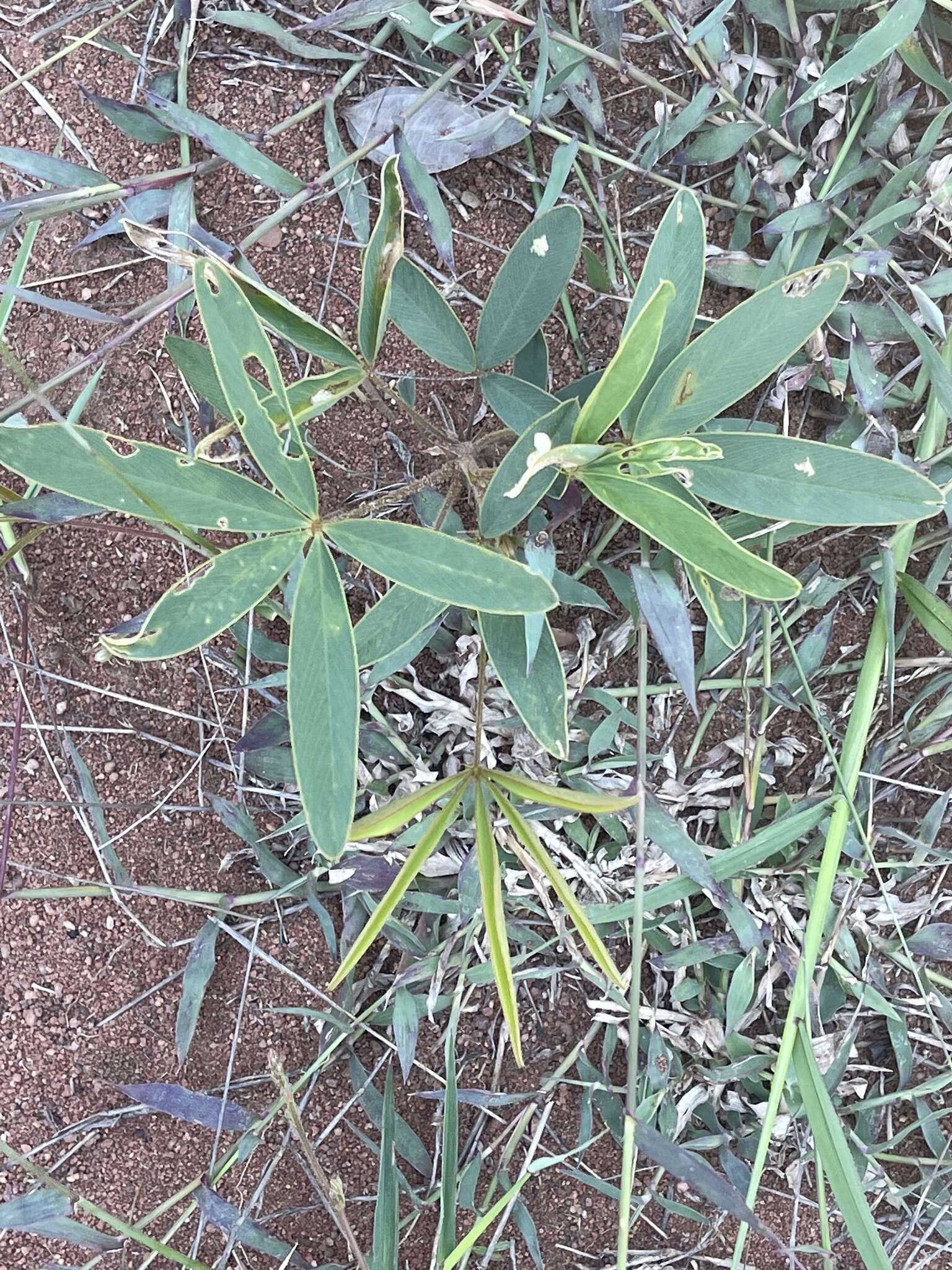 Image of Tephrosia lupinifolia DC.