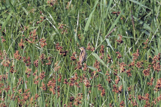 Image of Aquatic Warbler