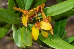 Image of Acridocarpus austrocaledonicus Baill.