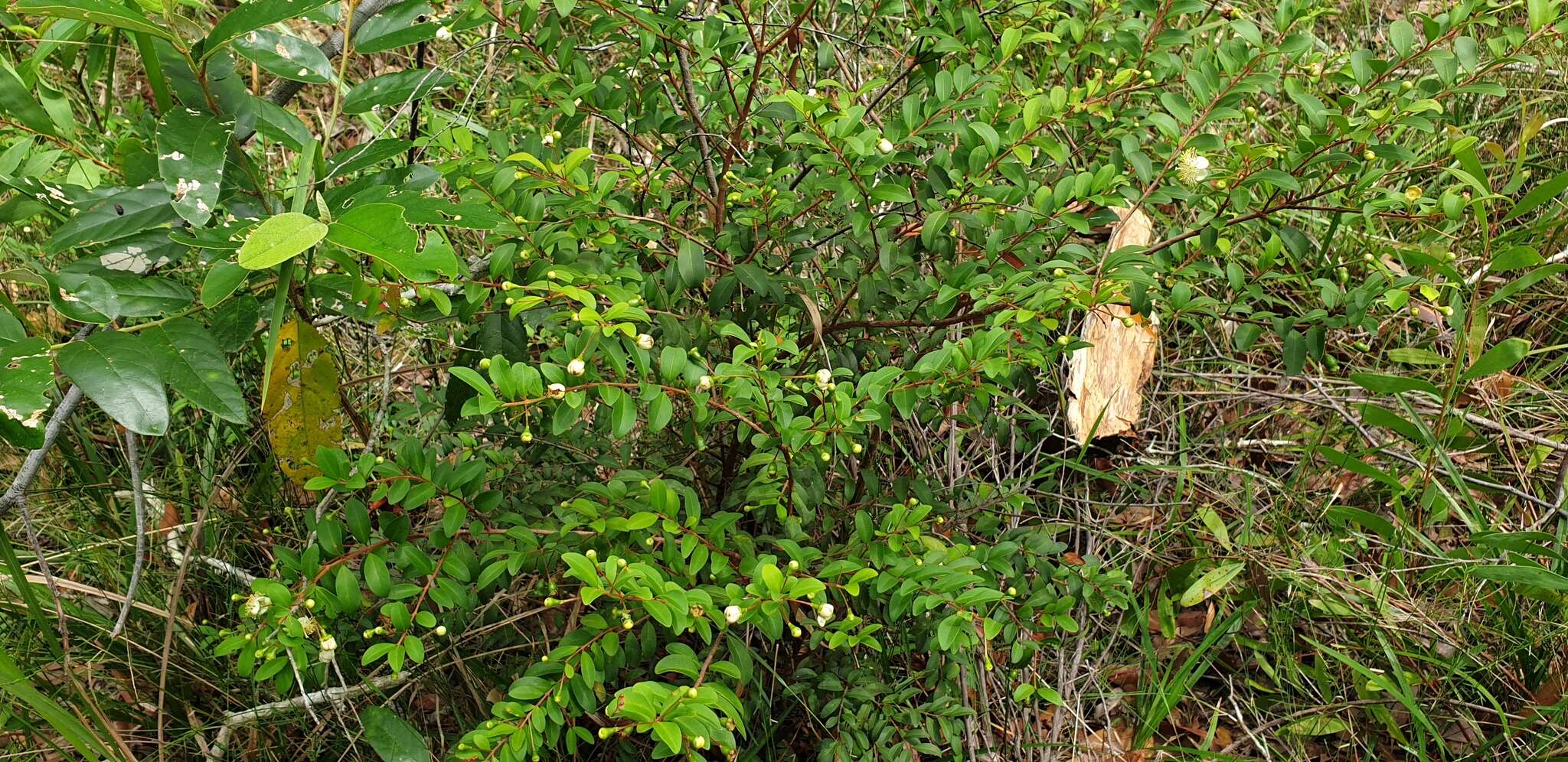 Image of Pilidiostigma rhytisperma (F. Müll.) Burret