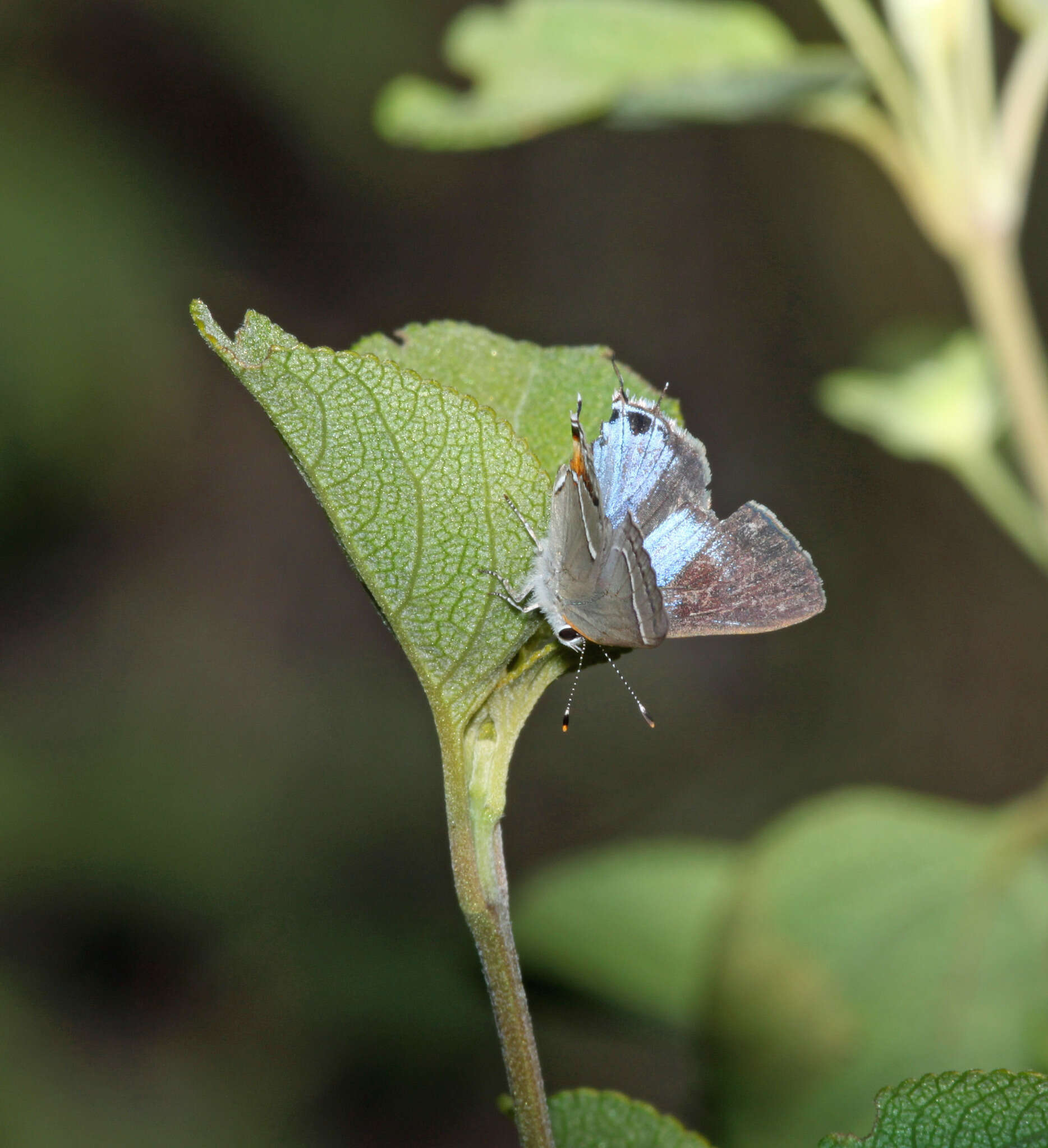 Image of Martial Scrub-Hairstreak