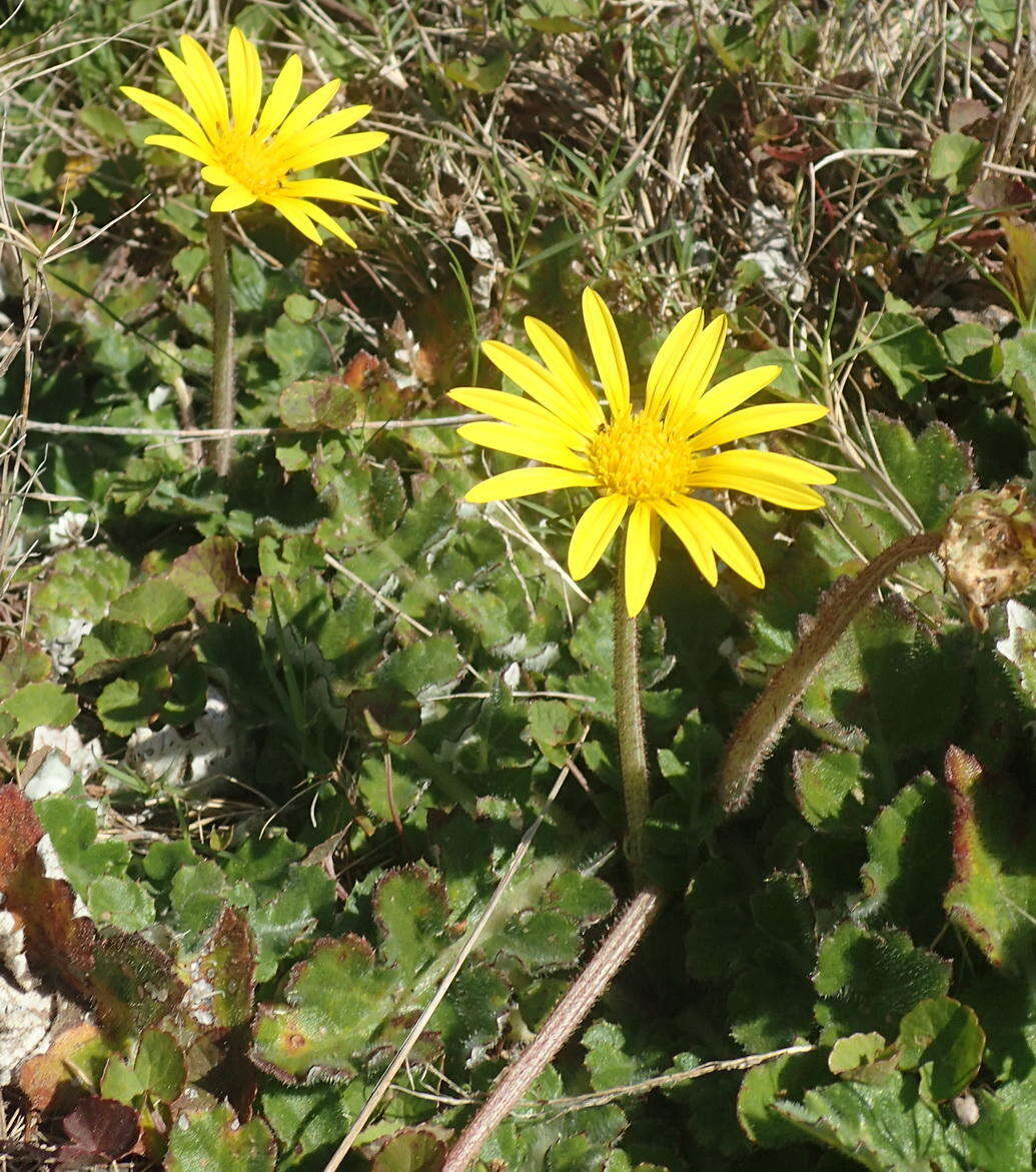 Image of Arctotheca prostrata (Salisb.) Britten