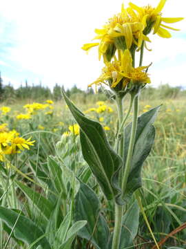 Image of Chamisso arnica