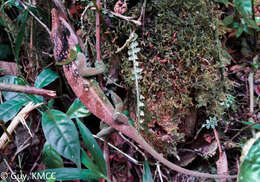 Image of Yellow-green Chameleon