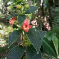 Image of Kohleria spicata (Kunth) Oerst.