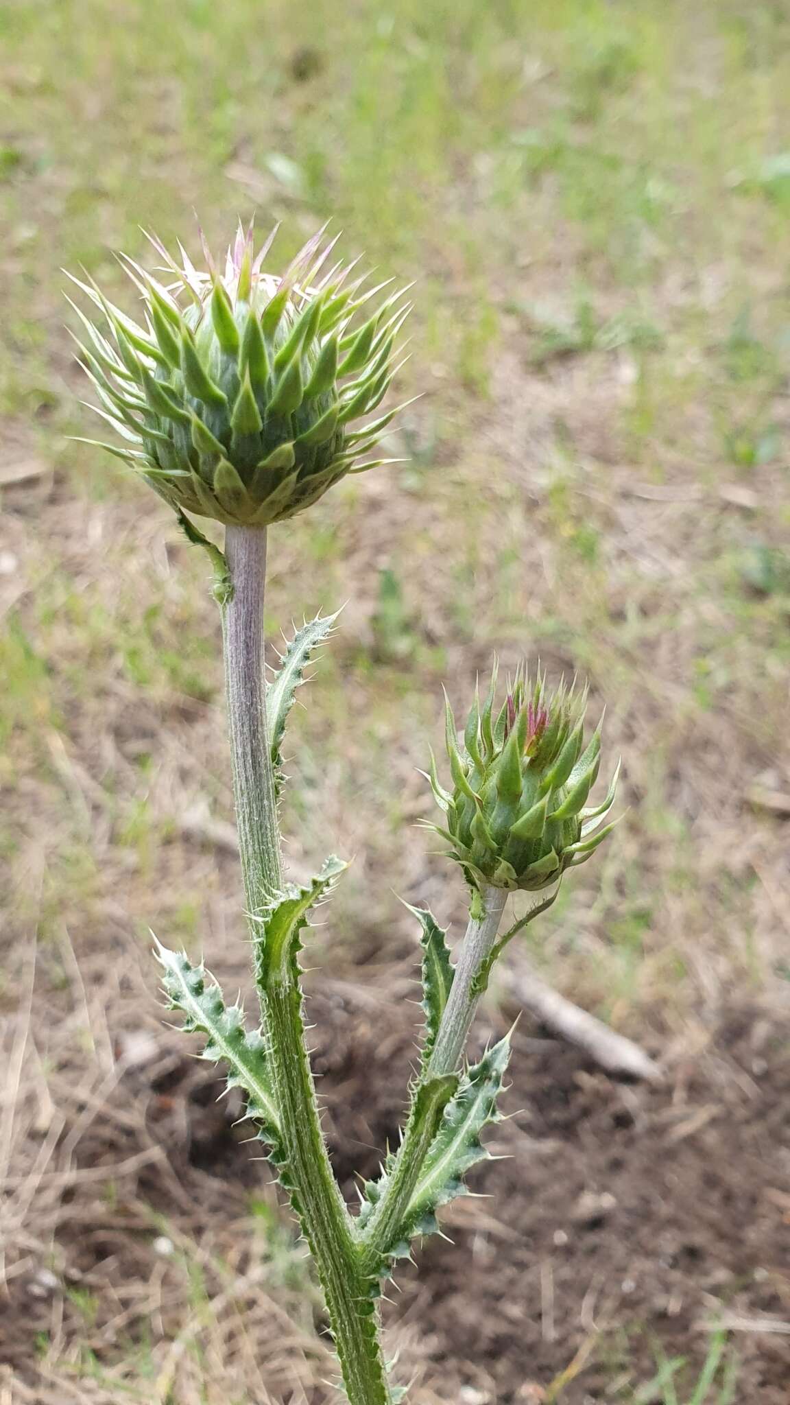 Plancia ëd Carduus macrocephalus Desf.