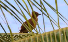 Image of Caatinga Cacholote