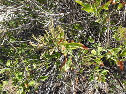 Image of Celosia floribunda A. Gray