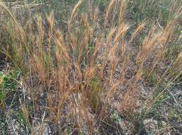 Image of dune fescue