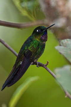 Image of Tourmaline Sunangel