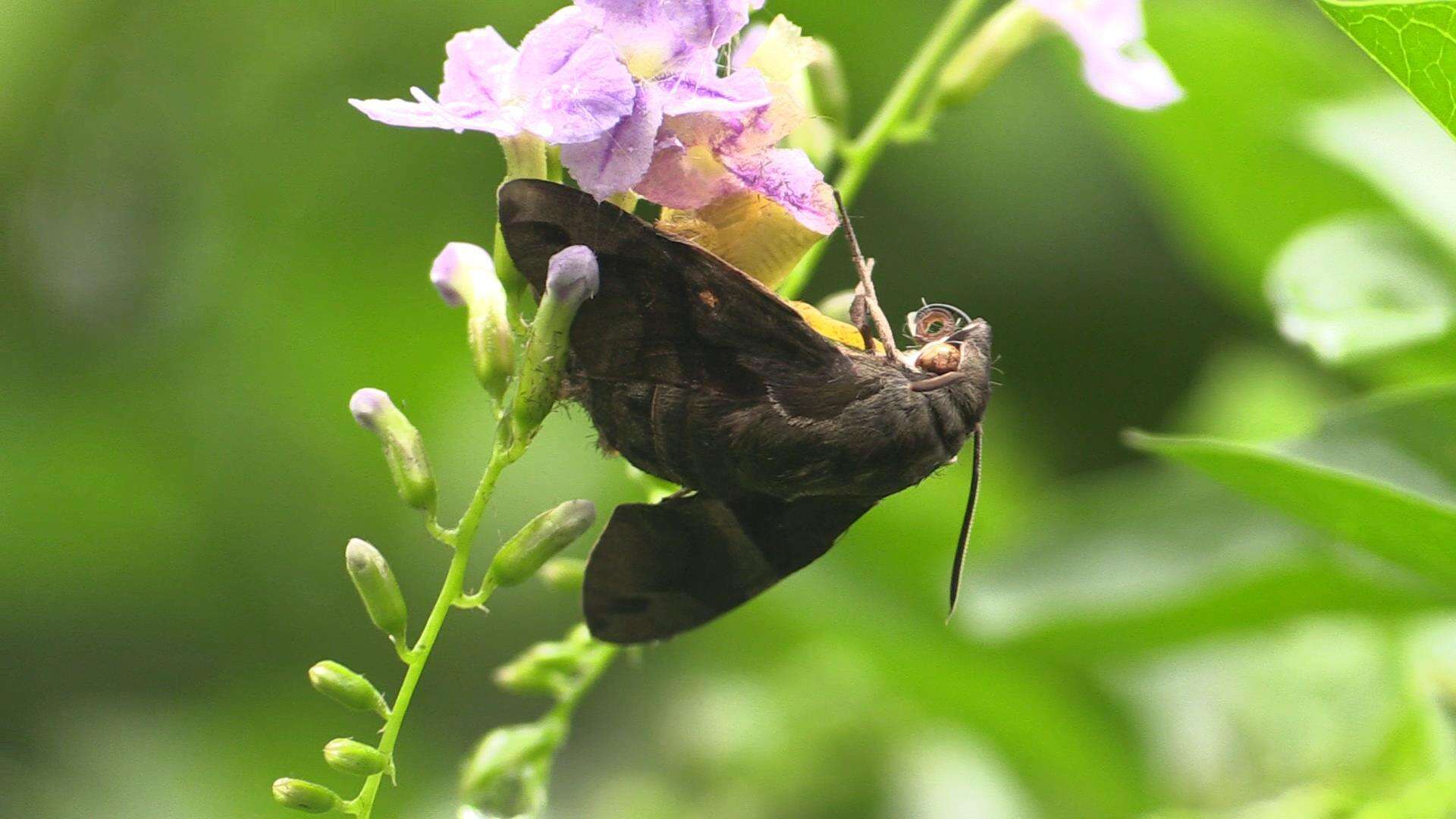 Image de Macroglossum divergens heliophila Boisduval (1875)