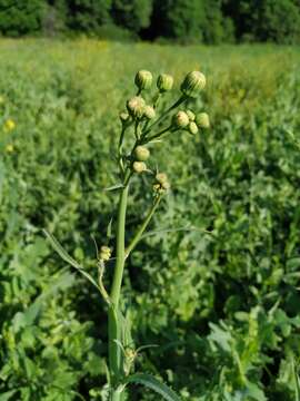 Plancia ëd Sonchus arvensis subsp. uliginosus (M. Bieb.) Nym.