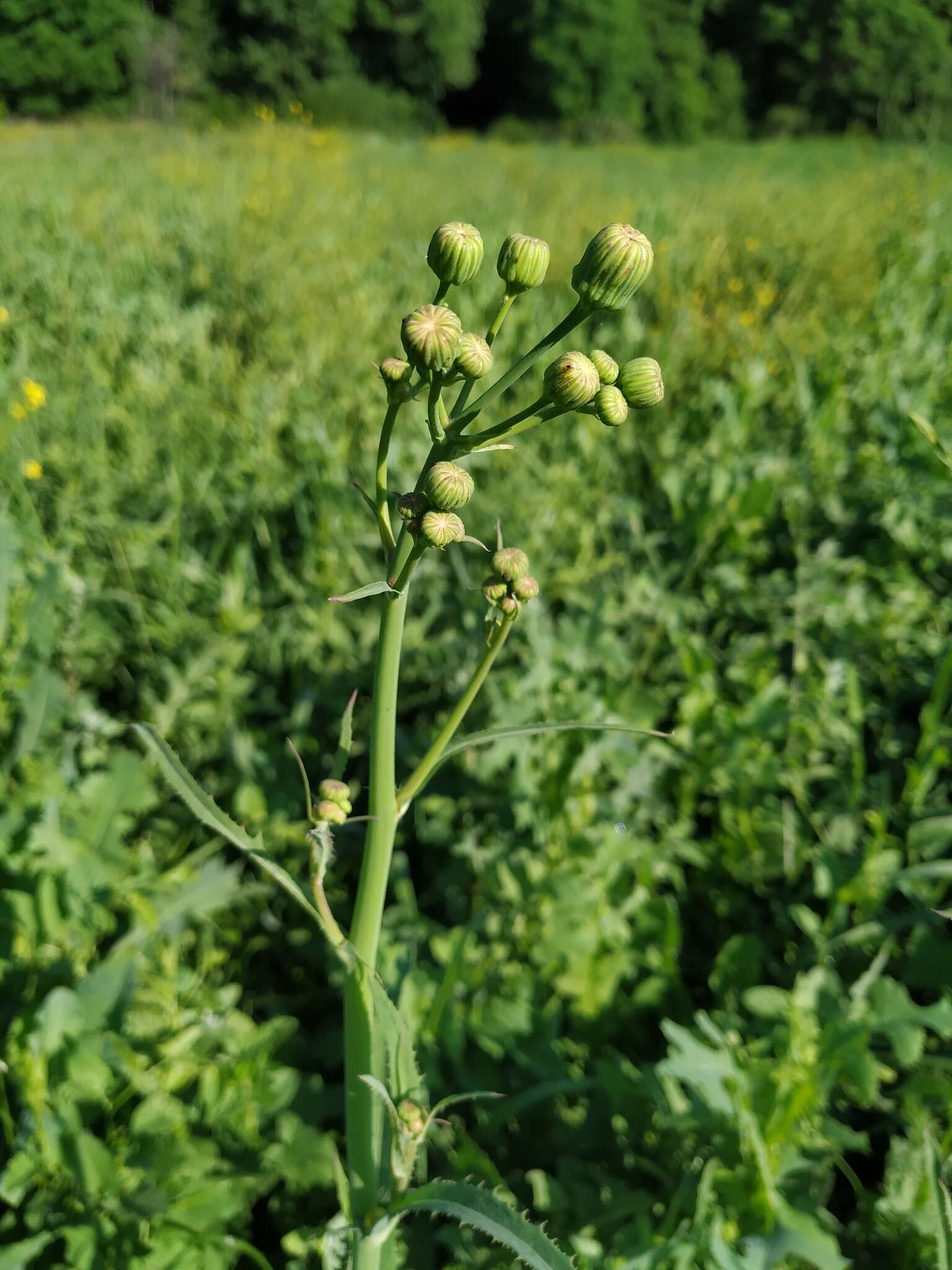 Image of moist sowthistle